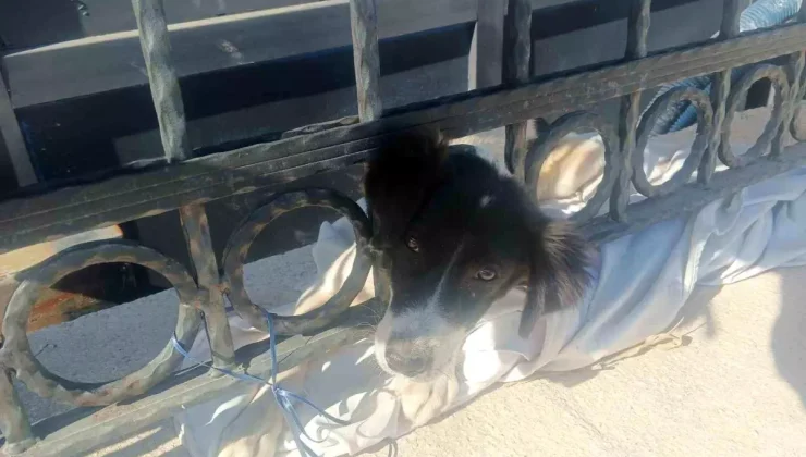 Buca’da Sahipsiz Köpek Kurtarıldı!