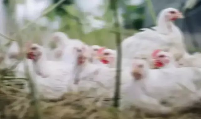 Kuş Gribi Riskine Dikkat! Uzmanlardan Açıklama