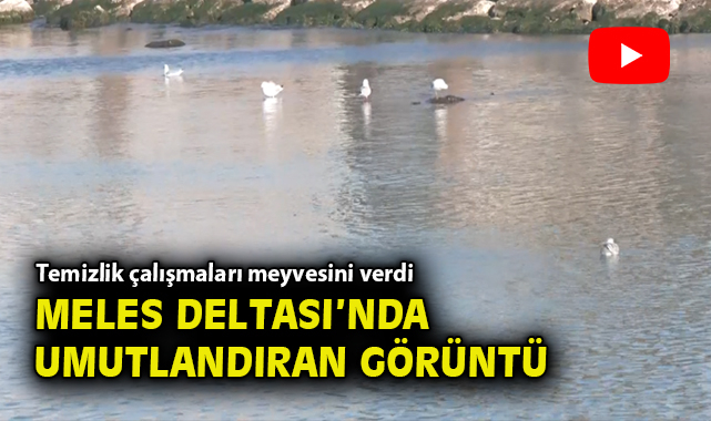Körfez Temizliği: İzmir’de Su Berraklaşıyor!