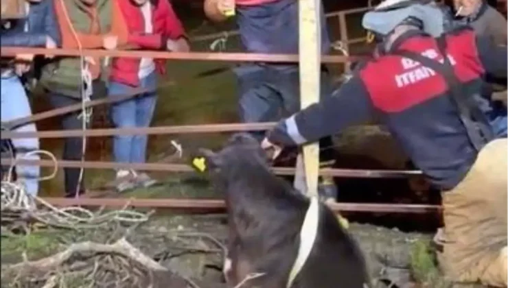 İzmir’de İtfaiye Ekipleri Buzağıyı Kurtardı!