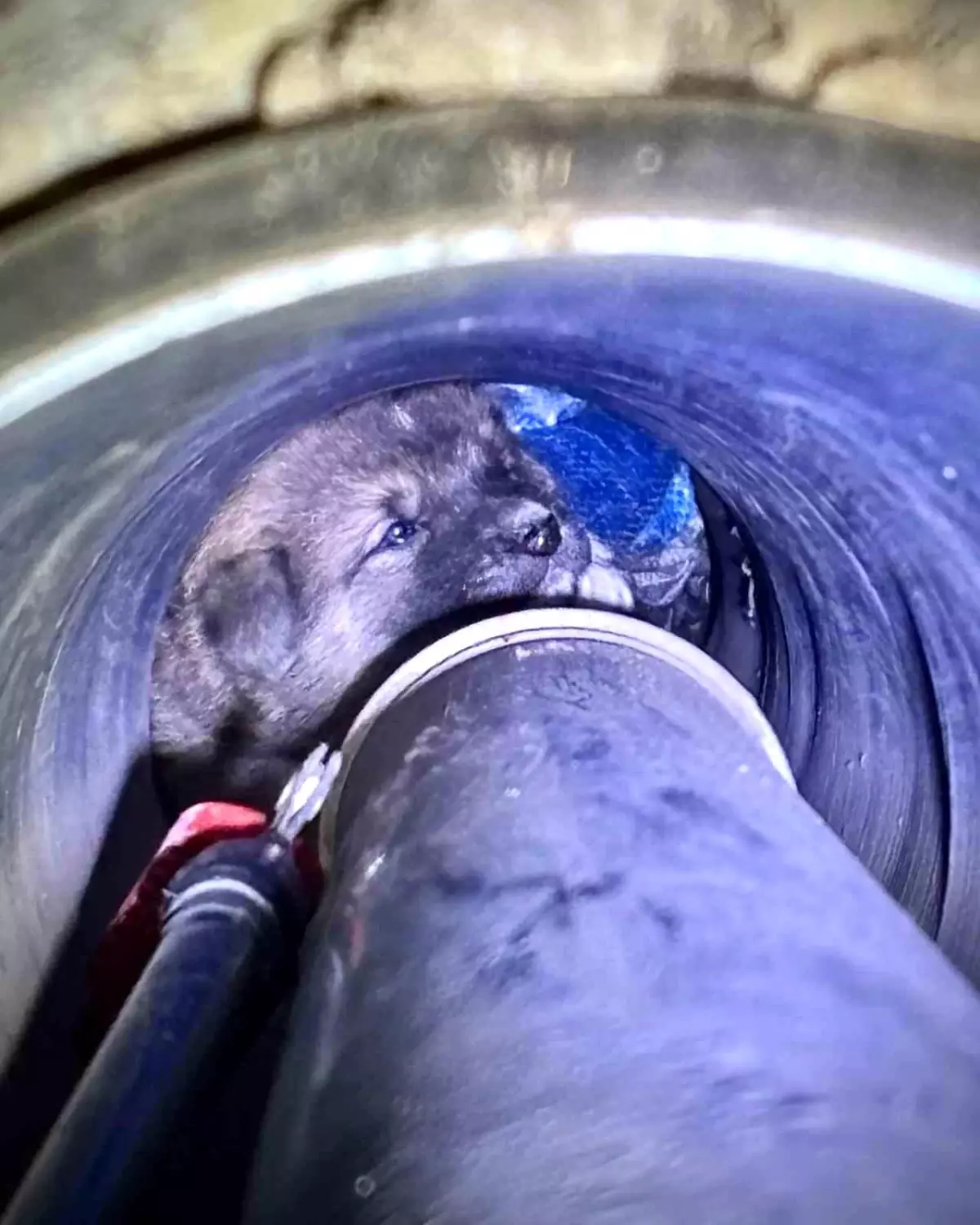 Foça’da Yavru Köpek İtfaiye Tarafından Kurtarıldı!