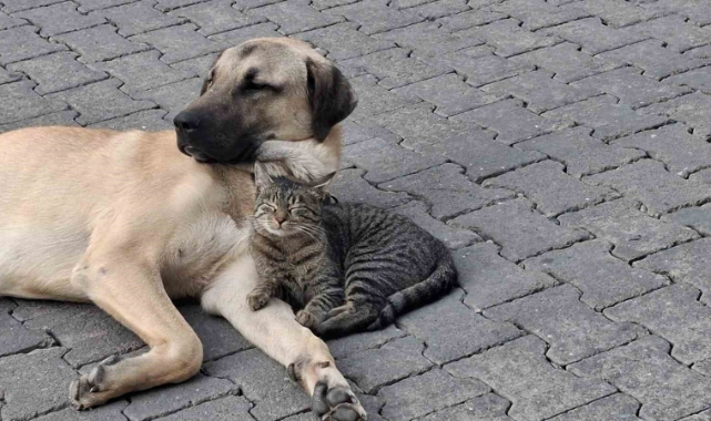 Kediler ve Köpekler İçin Yeni Kimlik Yönetmeliği!