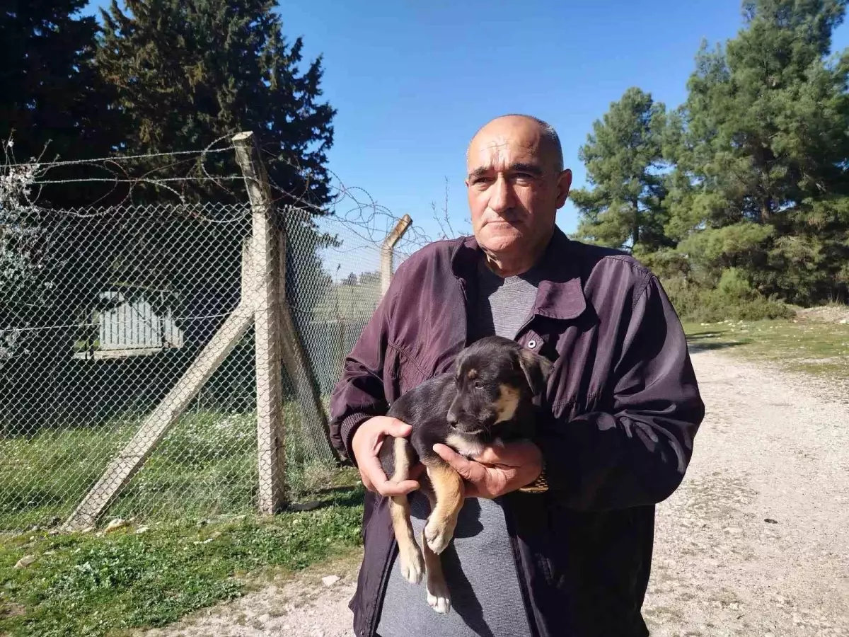 Ölüme Terk Edilen Yavru Köpeklere Vicdan Yok!