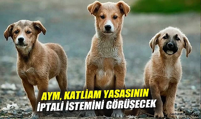 Sokak Hayvanları İçin Mahkeme Süreci Başlıyor!