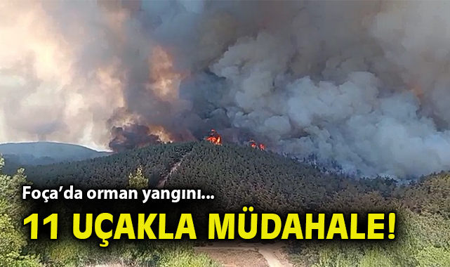 Foça’da Orman Yangını: Hızla Müdahele Başlatıldı