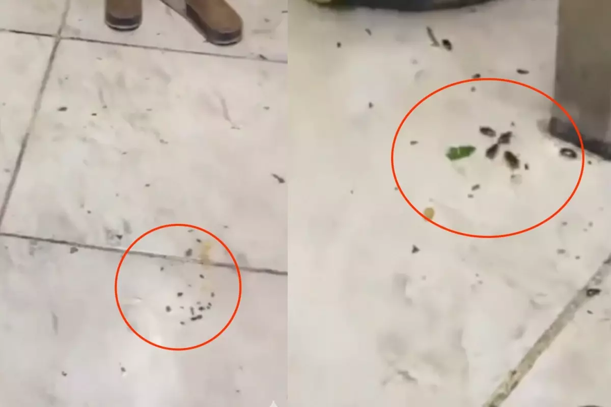 İzmir Restoranında Hamam Böceği İfşası Şoku!