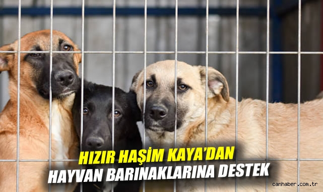 Sokak Hayvanlarına Destek İçin Yeni Adımlar