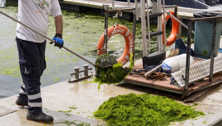 İzmir Körfezi Yeni Yosun Penalizesiyle Karşılaştı!