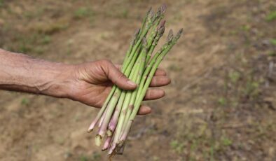 İzmir Kuşkonmaz Üretiminde İlk Sıraya Çıkıyor!