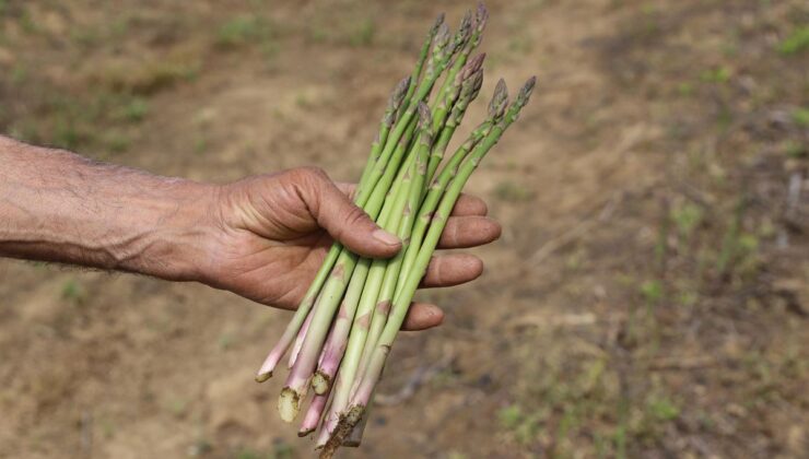 İzmir Kuşkonmaz Üretiminde İlk Sıraya Çıkıyor!